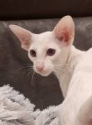 zwei erwachsene Siamekatzen