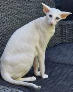 zwei erwachsene Siamekatzen