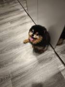 Pomeranian rüde 