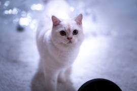 BKH Kater + Stammbaum