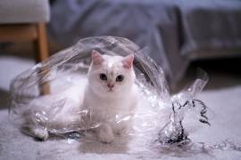 BKH Kater + Stammbaum