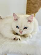 BKH Kater + Stammbaum