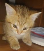 5 Wunderschöne aktive BKH Kitten können ausziehen