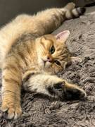 BKH Kater zu verkaufen 