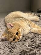 BKH Kater zu verkaufen 