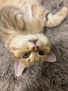 BKH Kater zu verkaufen 