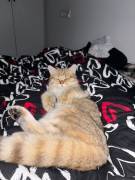 BKH Kater zu verkaufen 