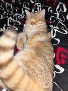 BKH Kater zu verkaufen 