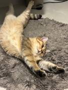 BKH Kater zu verkaufen 