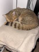 BKH Kater zu verkaufen 