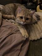 BKH Kater zu verkaufen 