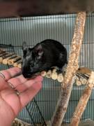 Degu Männchen schwarz