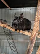 Degu Männchen schwarz