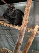 Degu Männchen schwarz