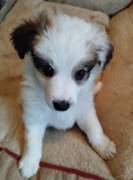 Mischlingswelpen abzugeben 