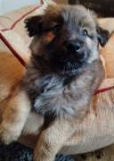 Mischlingswelpen abzugeben 