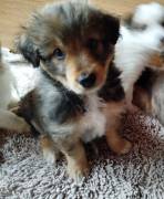 Mischlingswelpen abzugeben 