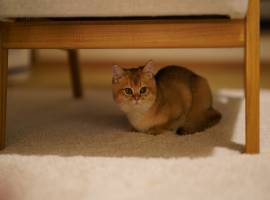 BKH Black golden Shell