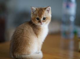 BKH Black golden Shell