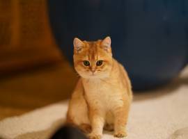 BKH Black golden Shell