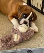 Wunderschöne Boxer Welpen