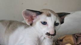 Siam, Balinesen und OKH Kitten 