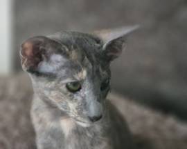 Siam, Balinesen und OKH Kitten 