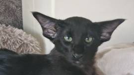 Siam, Balinesen und OKH Kitten 