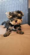 Reinrassige Yorkshire Terrier Rüde, Welpe, sucht n