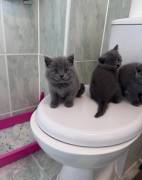 Britisch Kurzhaar BHK Kitten mit Stammbaum sehr ty