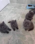 Britisch Kurzhaar BHK Kitten mit Stammbaum sehr ty