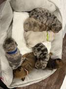 Franz.Bulldoggen Welpen 