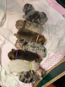 Franz.Bulldoggen Welpen 