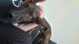 Old english Bulldog American Strafford Schäferhund