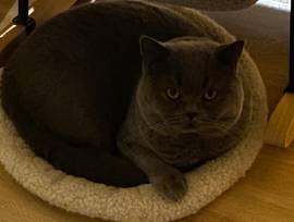 Deckkater BKH mit Stammbaum, gechipt, geimpft, 