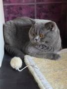 Deckkater BKH mit Stammbaum, gechipt, geimpft, 