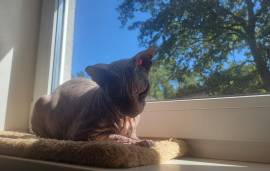 Tilly – die kleine Königin der Herzen