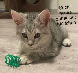 Katzenbabys zu verkaufen 