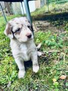 Süße Aussiedor Welpen in eine liebevolle Familie a