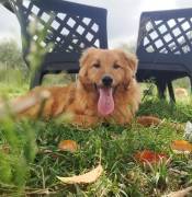 Biondo, a.d.Tierschutz, sanft und ausgeglichen 