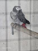 Graupapageien Pärchen 