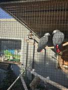 Graupapageien Pärchen 