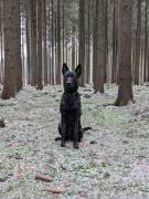 Holländischer Schäferhund / Junghund / Sporthund /