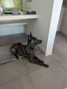 Holländischer Schäferhund / Junghund / Sporthund /