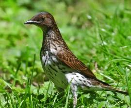 Cinnyricinclus leucogaster