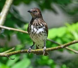 Cinnyricinclus leucogaster