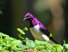 Cinnyricinclus leucogaster