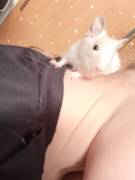 Degu Jungtiere 