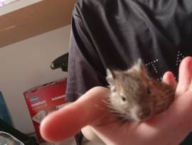 Degu Jungtiere 