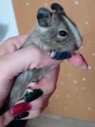 Degu Jungtiere 